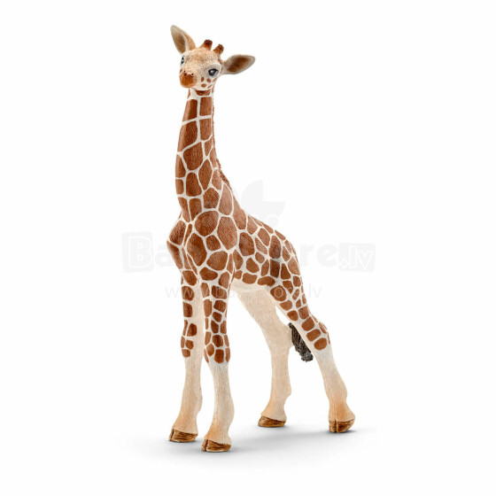 Šleicho žirafos kūdikis
