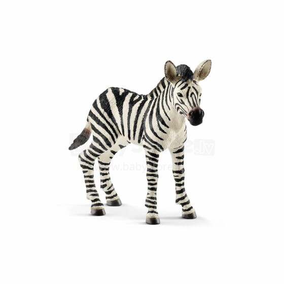 SCHLEICH WILD LIFE Zebra kūdikis
