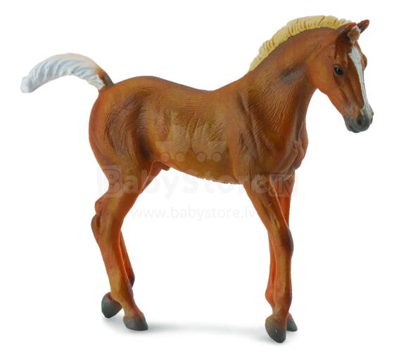COLLECTA (S) Amerikas brūnā rikšotāja ku