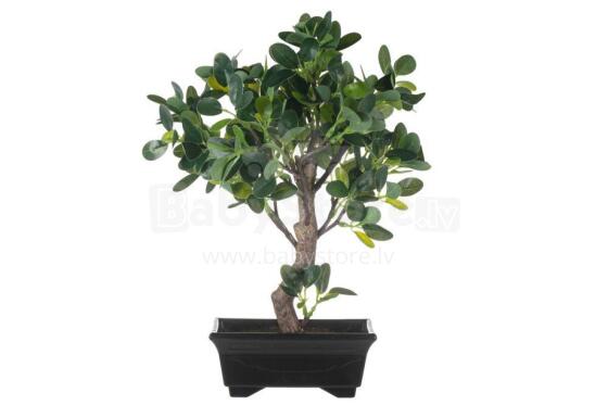 4Living Bonsai ficus