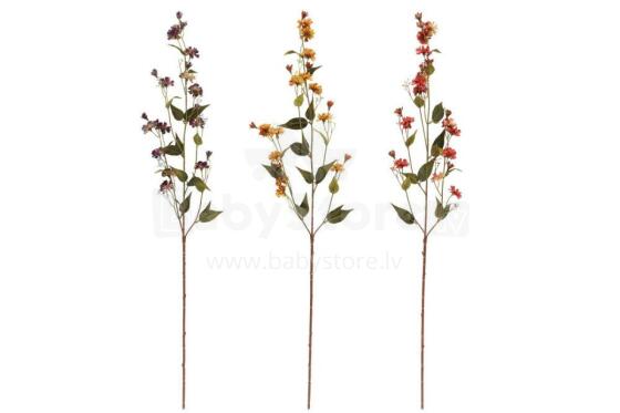 4Living Hieracium single assortment