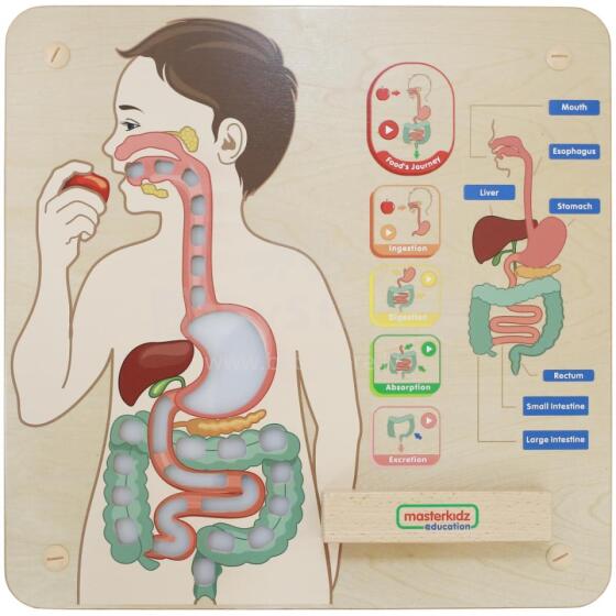 MASTERKIDZ Montessori Digestive System Educational Board