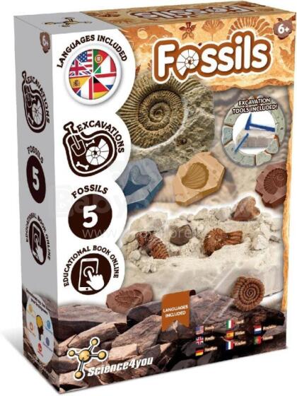 Science kit - Excavations - Fossils