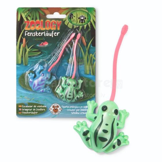 Zoology - Window crawler frogs, set of 2