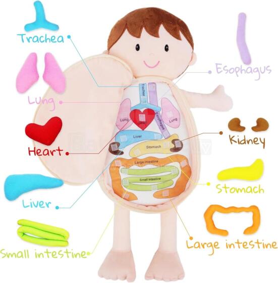 Bebe Basic Doll Boy Art.KX2954 Maskot lelle, kas mācās anatomiju