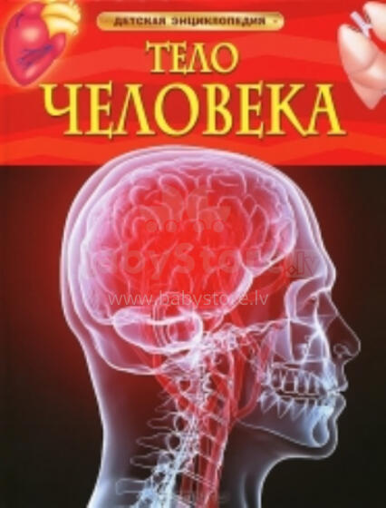 Тело человека