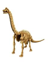4M Kidz Labs Art.00-03237  Braciozaura skelets