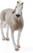 Schleich Horse Art.13859 Holšteinas šķirnes zirgs