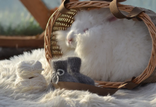 La bebe™ Wool Angora Socks Art.134227 Cloud  Детские шерстяные носочки