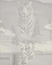 Ikonka Art.KX4497_2 Painting by numbers 40x50cm Cat and tiger