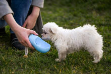 Ikonka Art.KX6434_1 Travel bottle dog bowl 350 ml pink