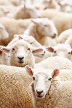 La bebe™ Merinos New Zeland  Art.214003 Детское шерстяное одеяло 90x130 см