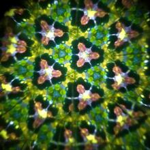 Svoora - Rotating Kaleidoscope - Animal World - Forest