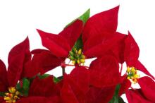 4Living Poinsettia in jute pot red 26 cm display