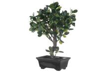 4Living Bonsai ficus