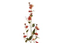 4Living Hieracium single assortment