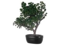 4Living Bonsai Pine