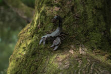 MAKEBUG 3D Paper puzzle Forest scorpion, MB-D-0053