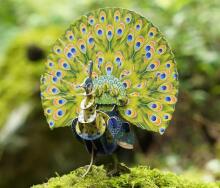 MAKEBUG 3D papīra puzle Zaļais pāvs, MB-D-0016
