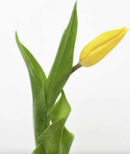 Fresh La Petit Fluer Art. LPT-TY9 Tulpes Dzeltenas 21gb (piegāde nākamajā dienā uz Pērnavas 5)
