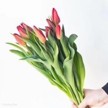 Fresh La Petit Fluer Art. LPT-TY9 Tulpes Dzeltenas 9gb (piegāde nākamajā dienā uz Pērnavas 5) Svaigas tulpes ziedi