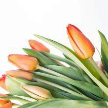 Fresh La Petit Fluer Art. LPT-TR51 Fresh Red Tulips Bouquet – 21 pcs (delivery next day to Pērnavas 5)