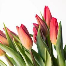 Fresh La Petit Fluer Art. LPT-TR51 Fresh Red Tulips Bouquet – 21 pcs (delivery next day to Pērnavas 5) with Bear 100cm