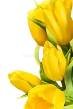 Fresh La Petit Fluer Art. LPT-TR51 Fresh Red Tulips Bouquet – 21 pcs (delivery next day to Pērnavas 5)