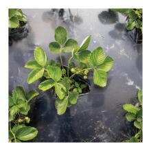 Компостируемая садовая пленка BioAgri Garden 1,2x7 м для растений 1&ndash;3 лет, 35 кв.м., черная.