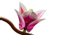 LEGO Botānikas Magnoliju Zari