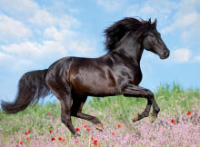 Ravensburger puzle 200 gab. Majestic Horse