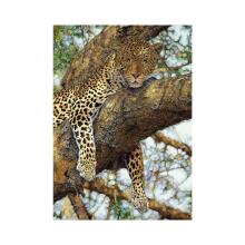 Dino puzle 1000 gab. Leopard