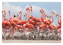 Dino puzle 500 gabali Flamingo