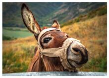 Dino puzle 500 gabali Donkey