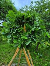 Bebe Basic Made in Latvia Art.296912 Wreath of oak leaves, with ties, Ø25 cm.