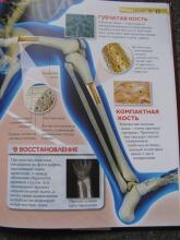 Тело человека