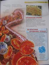 Тело человека