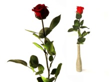 Вечная роза Amorosa-Шершэ ля фамм!