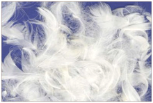 „La Bebe ™“ plunksnos 85099 papildymo papildomas įdaras - baltos pilies plunksnos / žąsų pūkai pasagoms, pagalvėms, antklodėms