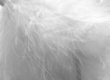 La Bebe™ Feather Art.85099 Refill Papildus pildījums - baltas piļu spalvas/zosu dūnas pakaviņām, spilveniem, segām